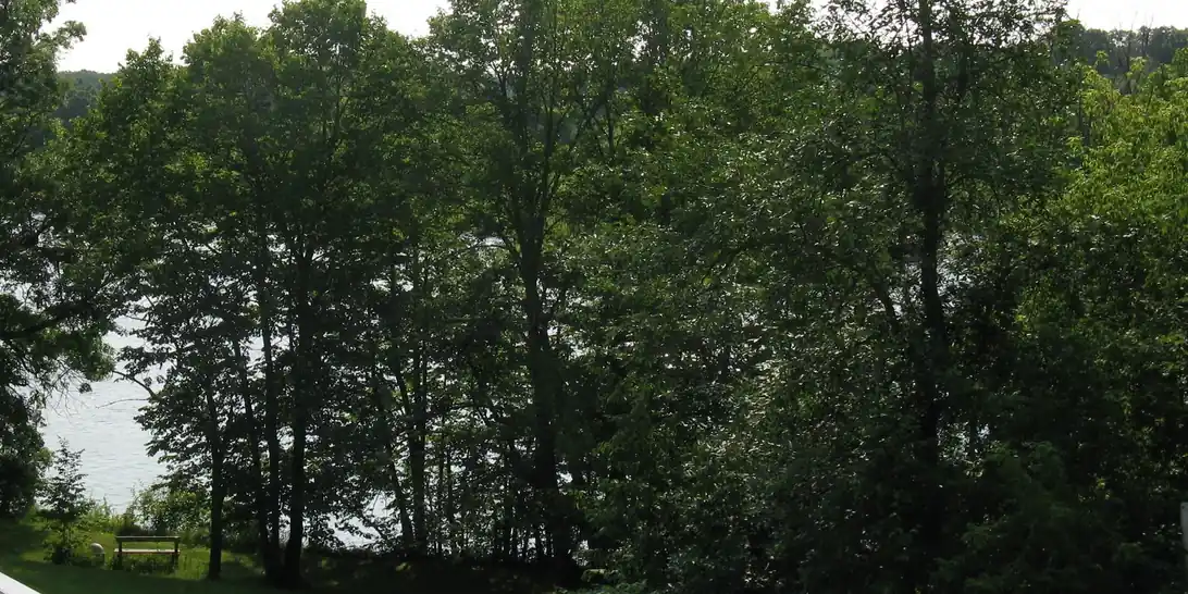 Mississippi River forest trail at Charles A. Lindbergh State Park